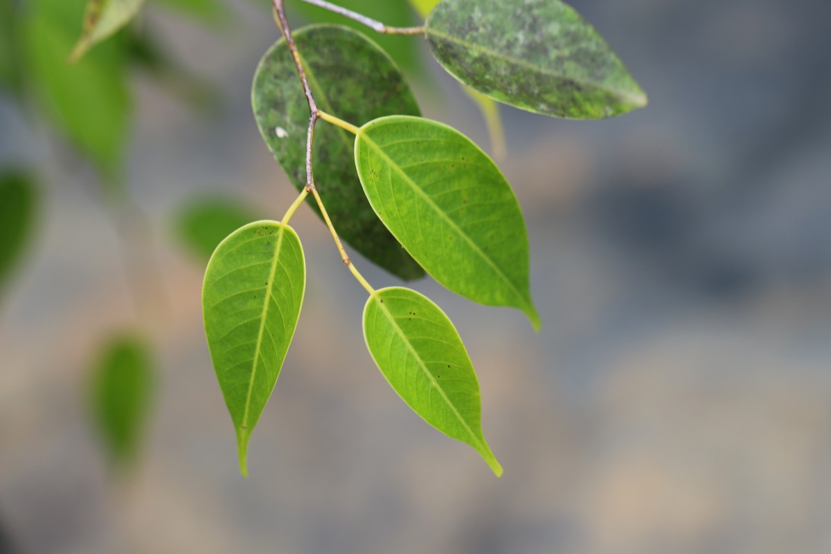 Doona ovalifolia Thwaites